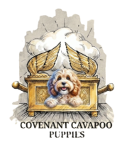 Covenant Cavapoo Puppies